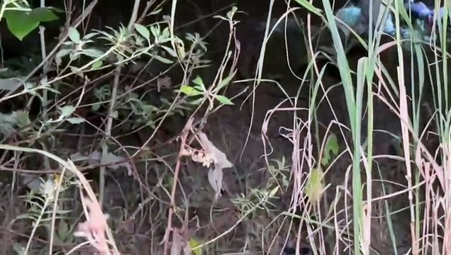 Adolescente de 14 anos é levado para matagal e morto a tiros em Feira; pai de suspeito entrega filho à polícia