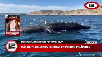 Mueren ballenas en Puerto Pirámides