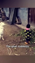 What Looked Like a Goat’s Attack Becomes a Playful Moment