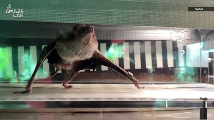 Scientists Have Put Vampire Bats on Treadmills to Answer a Longstanding Question About Blood Sucking