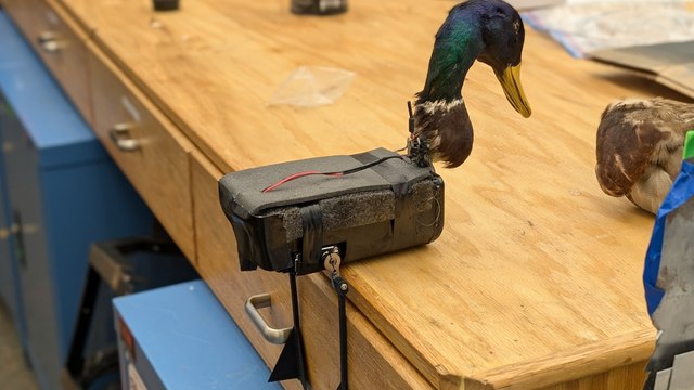 Researchers develop zombie drones - from bodies of ducks and pigeons