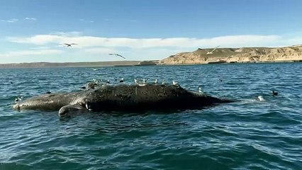 Ballena adulta en Península Valdés