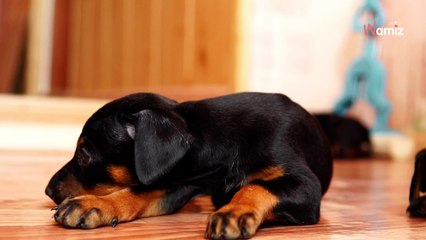 Sa chienne Pit Bull met bas : elle se précipite sur Internet en découvrant le pelage d'un des chiots