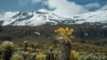 Autoridades ambientales de Colombia en alerta por posible venta de extensiones de tierra de páramo.