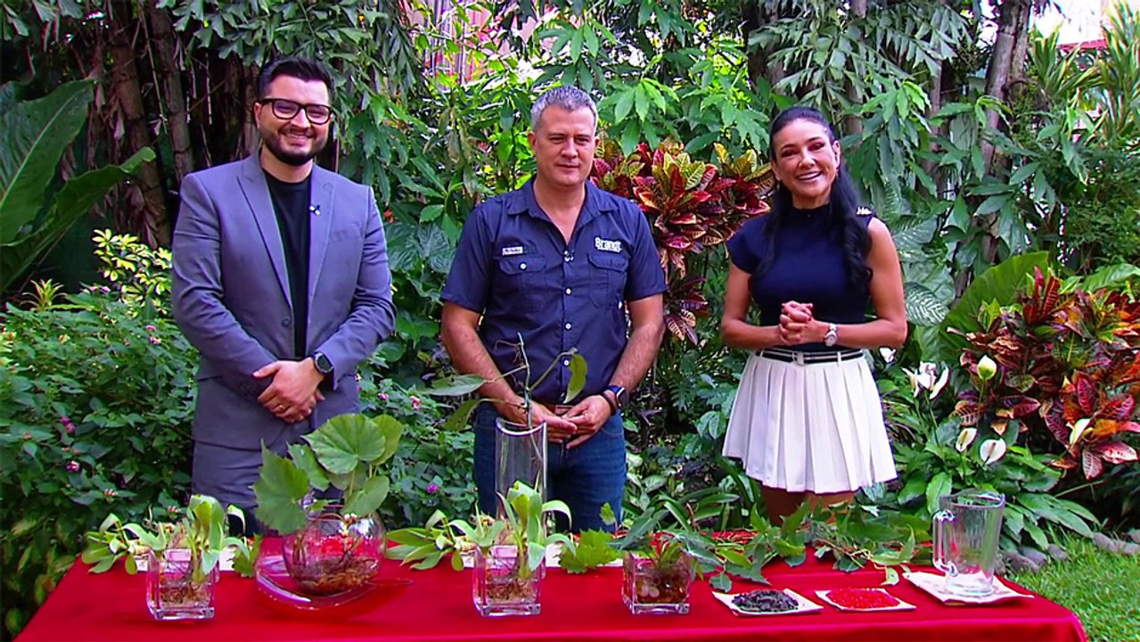 bd-cuidado-de-plantas-acuaticas-071124