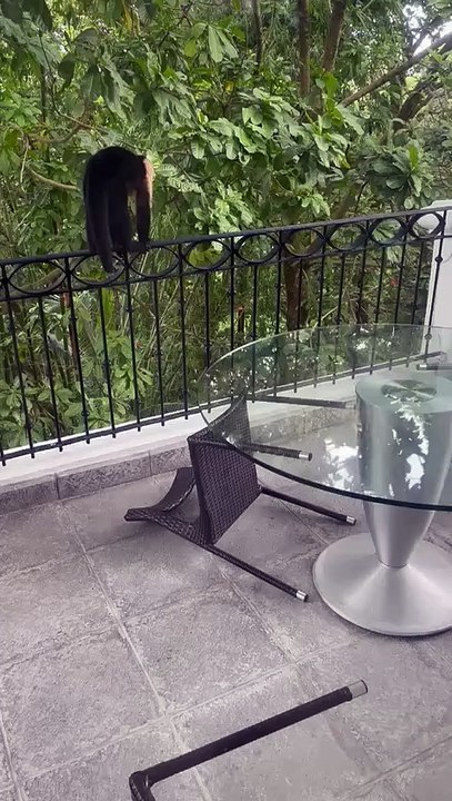 Mono travieso Costa Rica / 7