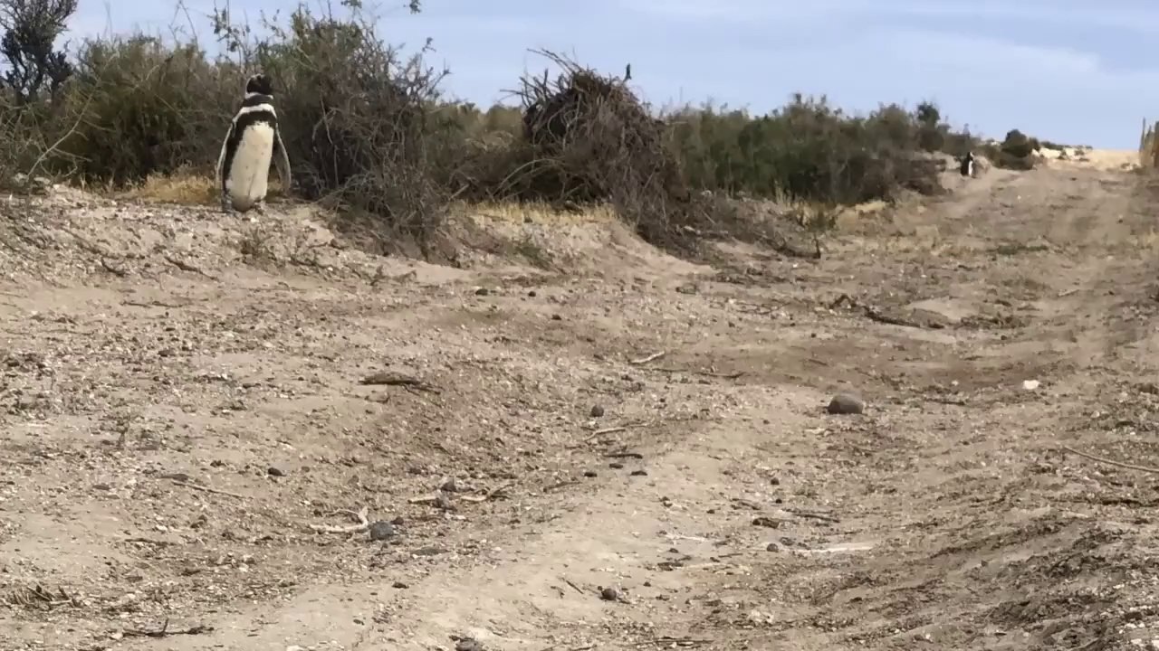 Más de 175 nidos de pingüinos de Magallanes destruídos: el MPF de Chubut valora el fallo contra Ricardo La Regina