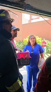 Gesell: bomberos rescataron a un gatito con vida