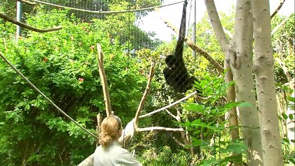 Why Do Gibbon Monkeys Make This Very Weird Sound?