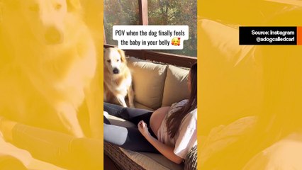 Video: Koiran reaktio, kun se saa tietää omistajansa raskaudesta, on päivän suloisin näky