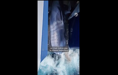 À quand la fin de la chasse à la baleine ? Entretien avec Lamya Essemlali, présidente de Sea Shepherd