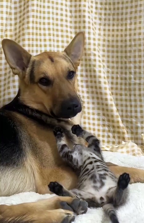 Funny cute animals