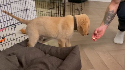 Dog and the citrus conundrum: A tale of two sniffs