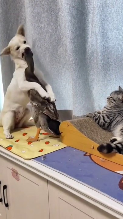 Funniest Cats and Dogs Videos | New Funny Animals