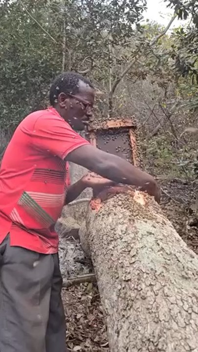 #Profession : #Apiculteur  Quel est le travail de l'apiculteur ? Il contrôle la production du #miel, en s'assurant de la bonne santé de la #reine et l'activité des #abeilles #ouvrières, notamment en période de #floraison des #plantes.