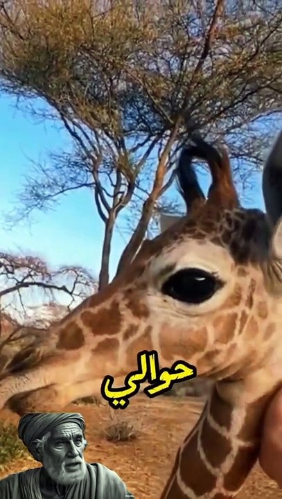 محبي هذا الحيوان الجميل