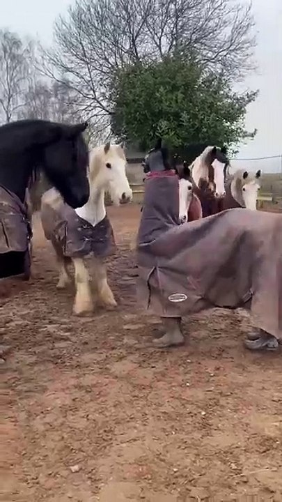 Fake horse trying to mingle with real horses