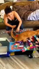 Funniest Animals - Best Of The 2025 Funny Animal Videos - Cutest Animals Ever