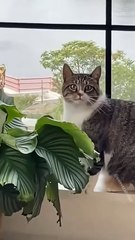 Funniest Cats and Dogs Videos - Hilarious Animal Compilation