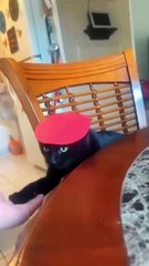 Funny Animal Videos Compilation 2024 -funny cats Random - funny dogs video