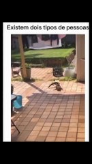 Funny Animal Videos Compilation 2025 -funny cats Random - funny dogs video