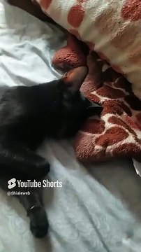 la gata bombay acostada descansando en la cama ya tiene gatitos bien bonitos #shorts #animales #pet