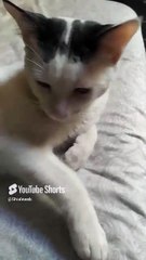 el gato pernanca es un felino que le gusta mucho estar acostado durmiendo bien agusto #shorts #pet