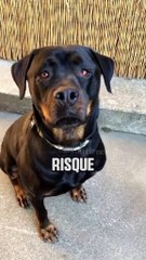 Tu cherches des moyens d’améliorer l’alimentation de ton chien et de veiller à sa santé au quotidien