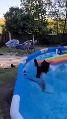 Instant regret - Funniest Animals - Funny Fails Compilation