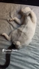 😻 Mi Gato Pernanca y la Gata Bombay Descansan con sus Gatitos Creciendo Adorable Familia 🐾✨ #Shorts