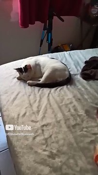 🐱💤 Gato Pernanca y Gata Bombay Descansando Junto a sus Adorables Gatitos Peluditos ❤️ #Shorts