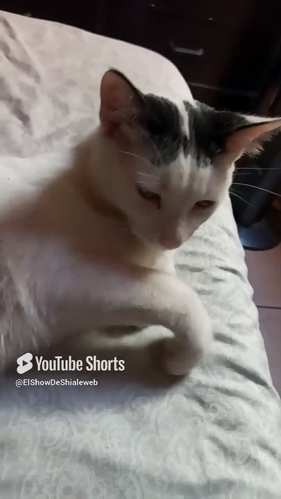 🛏️🐱 Gato Pernanca, Gata Bombay y sus Gatitos Descansando ¡Una Familia Peluda y Feliz! ❤️ #Shorts