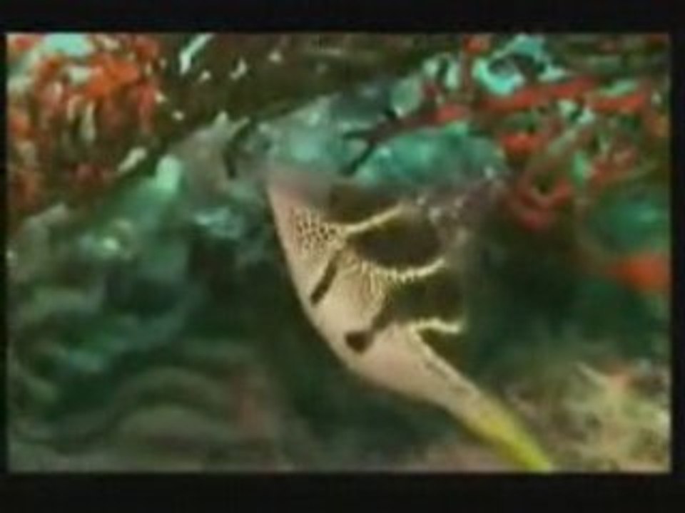 Video la illaha ila allah - islam, anachid, nasheed, anashee