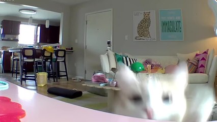 Cat Sees Pet Camera For First Time