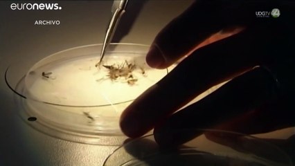 Confirman cinco enfermos con dos tipos de dengue al mismo tiempo