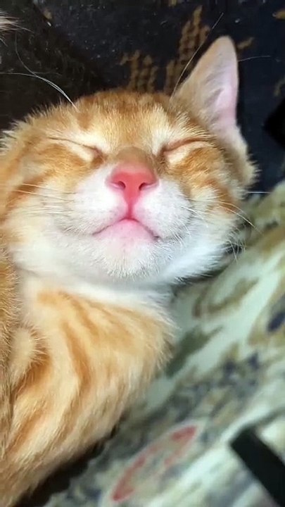 “cutecats” #funny #funnyvideo #funnyanimals #funnyshorts #cat #cutecat #funnycats