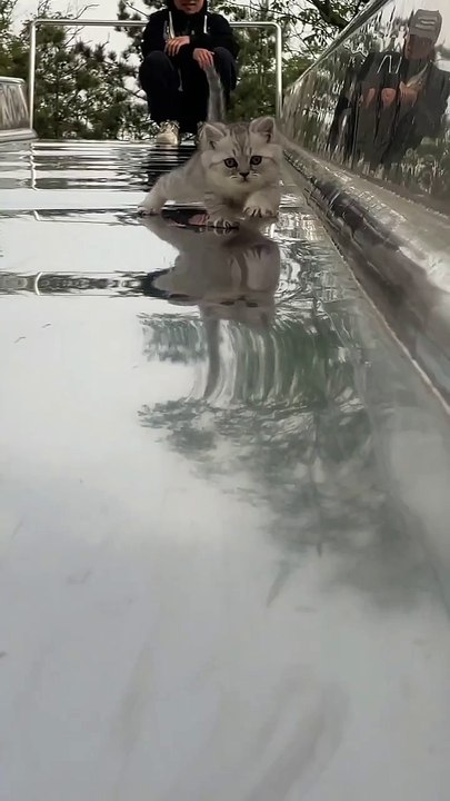 “cutecats” #funny #funnyvideo #funnyanimals #funnyshorts #cat #cutecat #funnycats