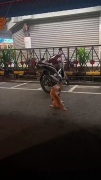 “cutecats” #funny #funnyvideo #funnyanimals #funnyshorts #cat #cutecat #funnycats