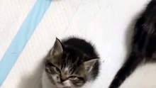 “cutecats” #funny #funnyvideo #funnyanimals #funnyshorts #cat #cutecat #funnycats
