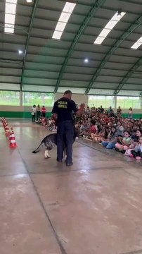 Cães policiais encantam 400 crianças em escola de Foz do Iguaçu em ação de conscientização