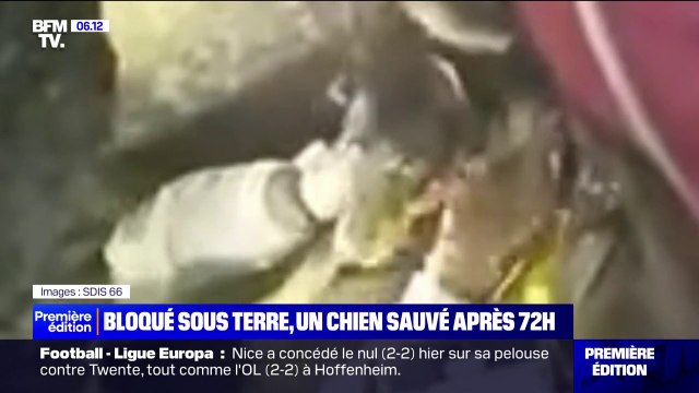 Pyrénées-Orientales: un chien de chasse piégé dans une cavité sauvé au bout de 72h