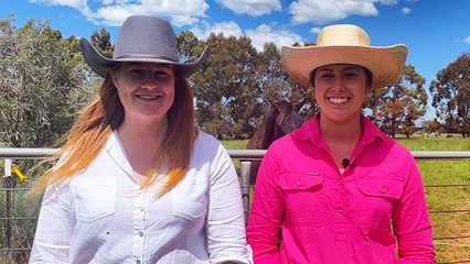 Most influential non-Angus studs in 2024