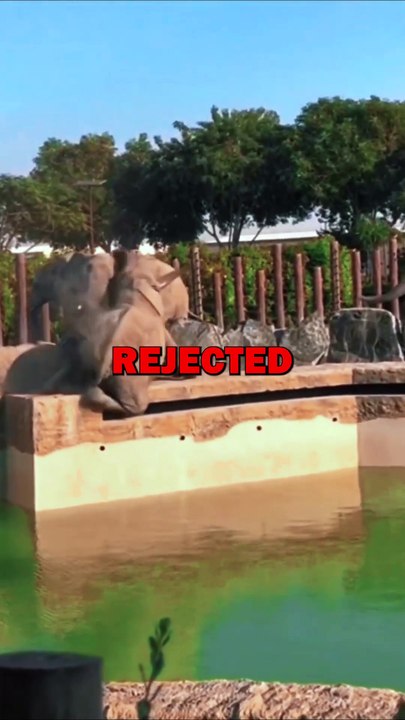 ELEPHANT LOVES PAINTING! #animalstories #animals #animalrescue #cute #pets #elephant #painting