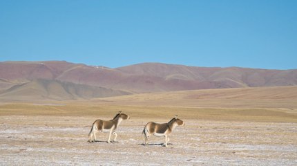 Installation de caméras infrarouges pour observer la faune sauvage