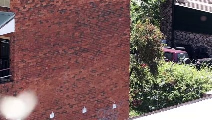 Cabbage white butterflies in Wollongong | November 8, 2024 | Illawarra Mercury