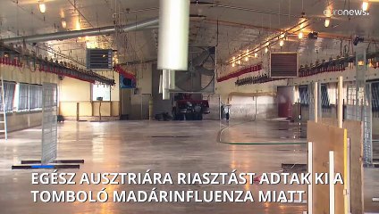 Tombol a madárinfluenza Ausztriában, a fegyveres erőket is bevetik a védekezésben