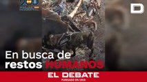 Darwin, el perro policía que busca restos humanos en el río Turia