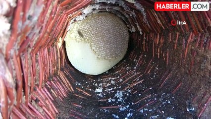 Bitlis Karakovan Balı, Uluslararası Arenada Üç Kez 'Altın Bal' Ödülü Aldı