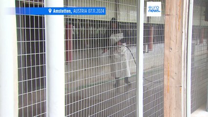 Allarme influenza aviaria in Austria: tutto il Paese è aria a rischio