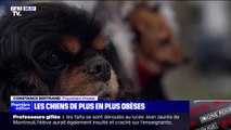 Animaux de compagnie: les chiens de plus en plus obèses